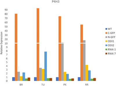 The modified activity of prolyl 4 hydroxylases reveals the effect of arabinogalactan proteins on changes in the cell wall during the tomato ripening process